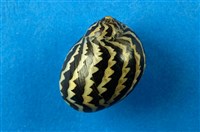 藏品(蜑螺)的圖片